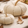 Citrouille coton
