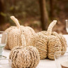 Citrouille jute